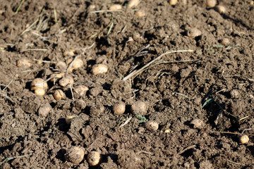 Potatoes in Soil