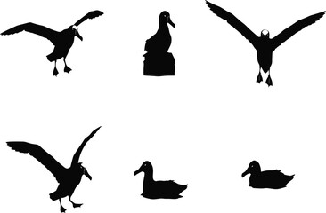 Waterfowl bird silhouettes in flight, perched, and floating poses, ideal for nature, wildlife, ornithology, and vector illustration themes.