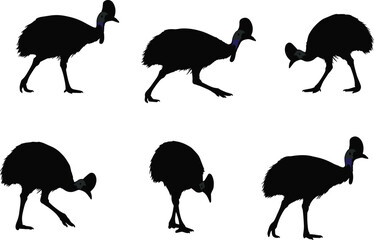 Cassowary silhouette set in various poses, walking, standing, bending, pecking, running, isolated black vector for wildlife design use