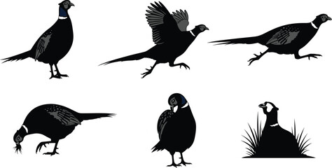Pheasant silhouette vector set of six poses including standing, flying, running, pecking, preening, sitting for bird and wildlife illustration