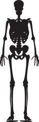 Human skeleton silhouette, Anatomy bone structure illustration, Medical skeletal system design