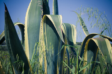 pianta di agave