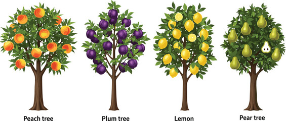 Fruit tree illustration set—peach, plum, lemon, and pear trees with labeled fruits and foliage for botanical, food, and educational themes