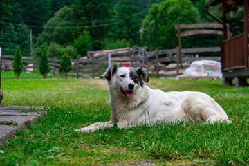 Large farm dog resting on green grass, tongue out