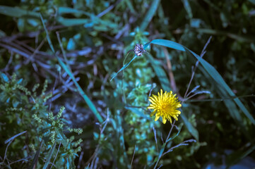 tarassaco © franco1970