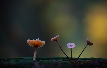 Small mushrooms in the Danish forests