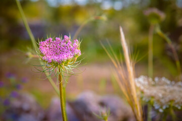 vegetazione spontanea