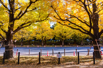 Jingu Gaien Ginkgo avenue in autumn, Tokyo, Japan