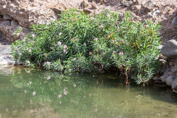 Vibrant Pink-Flowered Oleander Shrub Reflected in Greenish Water of a Wadi Pool 