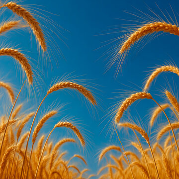 ears of wheat