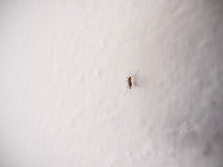 Mosquito on the white wall