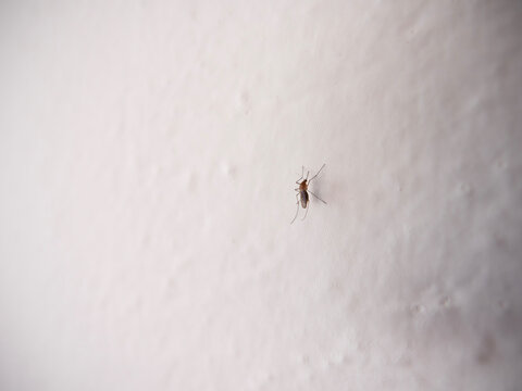 Mosquito on the white wall
