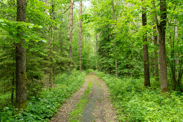 path in the Białowieża Forest