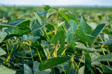 Dense green soy plants fill the landscape, basking in warm sunlight with a clear sky above, depicting a healthy crop in growth