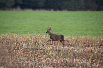 Rehbock im Galopp über Feld, Capreolus capreolus
Ein junger Rehbock läuft im Herbst über ein abgeerntetes Maisfeld, typische Szene aus der Wildtierwelt.