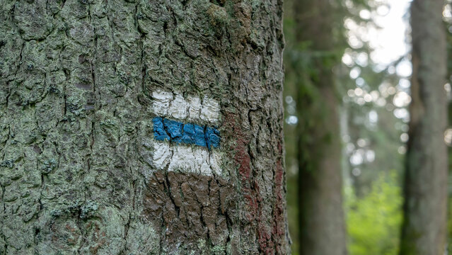 Czech Hiking Markers System. Trail blazing way marking concept. Blue hiking trail blaze painted on tree bark in dense forest, waymark for route navigation and safety, closeup outdoor orientation sign