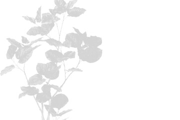 Illustration of shadow of leaves on a branch isolated on transparent background