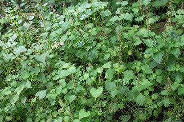 Lush green foliage with delicate flower spikes of a herbaceous plant in a natural setting