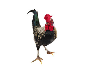  black cock on a white background