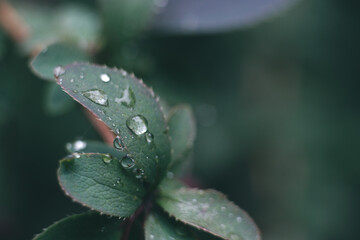 Macro close-up of a raindrops on a leaf in the forest. Fresh foliage, water droplets, and natural textures. Ideal for nature, macro, and seasonal photography.