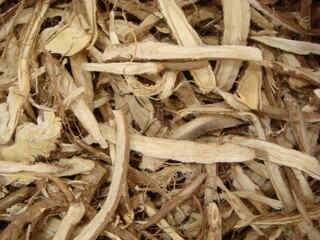 Caragana sinica, Goldamcho, Korean medicinal shrub with benefits for bone health, arthritis, and pain relief