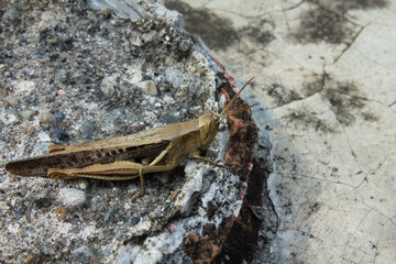 Close up of a brown grasshopper resting on a weathered rock surface