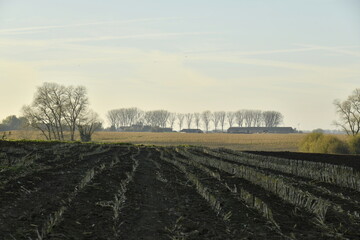 Arbres isolés sous la lumière du coucher de soleil à Écaussinnes d'Enghien (Soignies)