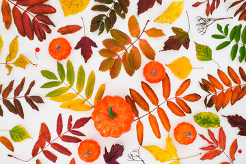 Autumn pattern with a fallen colorful leaves and orange pumpkin on white background