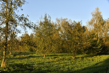 Couleurs de l'automne d'un bois sous la lumi&egrave;re du coucher de soleil &agrave; &Eacute;caussinnes d'Enghien (Soignies)