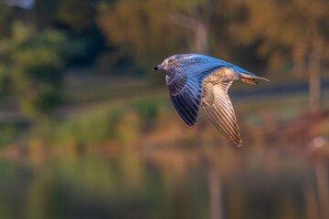 Ring-billed gull in flight over a lake.