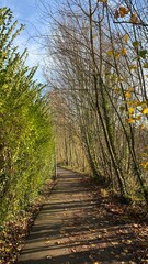 Chemin Ravel traversant un bois à Écaussinnes d'Enghien (Soignies)