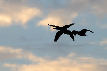 Flock of Canada geese in silhouette flying in formation across the sky.