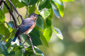 Eastern bluebird perched in a tree.