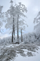 Tall trees covered in frost create a tranquil winter landscape. The ground is blanketed in snow, and the atmosphere feels peaceful and cold