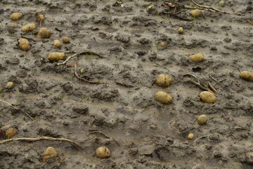 Patates pourrissant dans la boue dans un champ à Écaussinnes d'Enghien (Soignies)