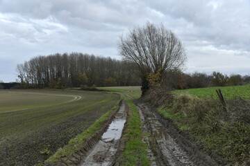 Flaque d'eau dans un chemin boueux après une averse à Écaussinnes d'Enghien (Soignies)