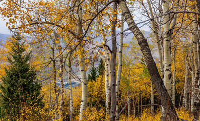 Obraz premium autumn in the forest