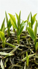 Obraz premium Tea leaves and new shoots