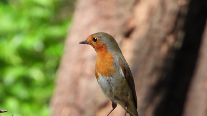 European robin perched near a tree trunk, showing bright orange chest and brown wings, with green blurred background