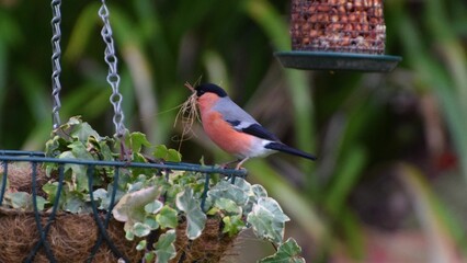 Colorful bullfinch perched on garden basket, holding nesting material in beak, with blurred green background and bird feeder above