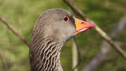 Close-up side view of a grey goose with orange beak and detailed feathers, sharp focus on head, blurred green natural background