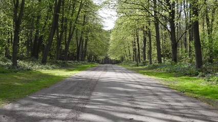 Straight pathway through tall green trees in a forest, sunlight casting soft shadows on the road, creating a peaceful scenic outdoor view