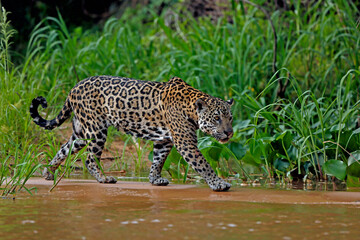 Jaguar in the Pantanal