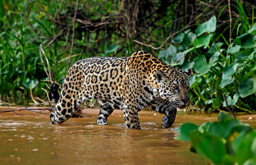 Jaguar in the Pantanal
