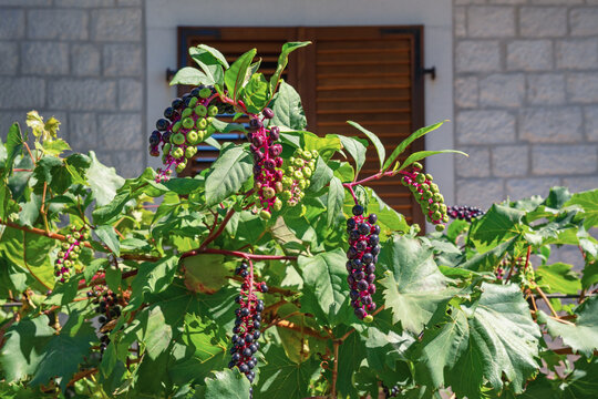 Colorful berries of American pokeweed (Phytolacca americana),  poisonous herbaceous perennial plant, on  sunny day near  house