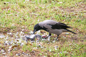 A grey city crow pecks at the flesh of a dead pigeon.
