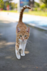 Calico cat lying on the grass in a sunny park. © Xeniya