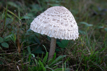 White mushroom growing in forest grass