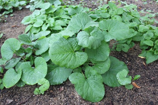 Ligularia fischeri, Gomchwi, a perennial herb in Korea with vitamin C, beta-carotene, calcium, and fiber, aiding immunity, anti-aging, bone health, and digestion. Photographed in Baekdu Mountain.