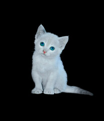An adorable white kitten with striking blue eyes sits front-facing on a pure black background in India. The full-body studio portrait captures its innocent and curious expression.